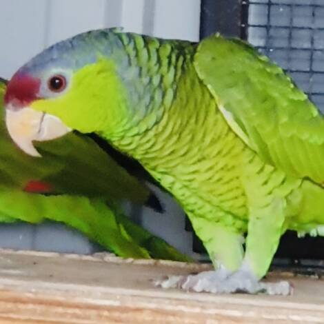 Lilac Crowned Amazon, 2024 bred male
