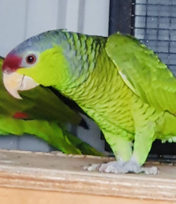 Lilac Crowned Amazon, 2024 bred male