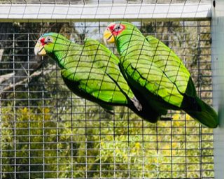 White fronted Amazon's,  3 year old pair
