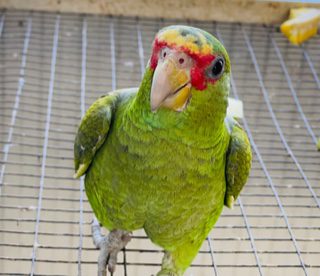 White Fronted Amazon's, 1 year old pair