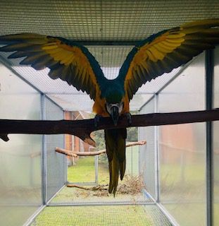 SOLD / Blue and Gold Macaw's, genuine breeding pair