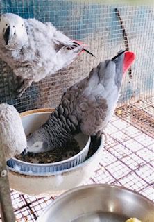 African Grey , breeding pair 14 years old