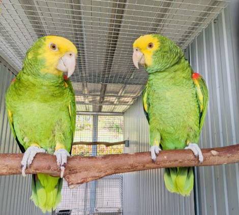 Double Yellow Headed Amazon's, young pair with age
