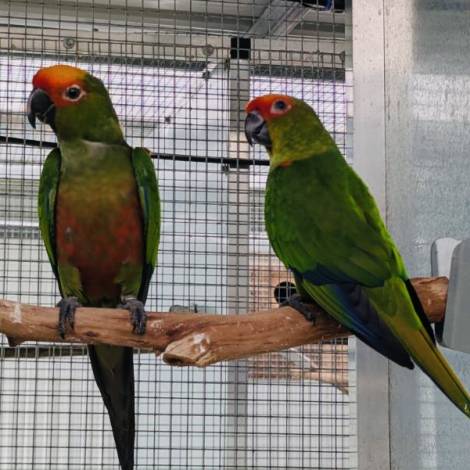 Gold Capped Conures , genuine breeding pair