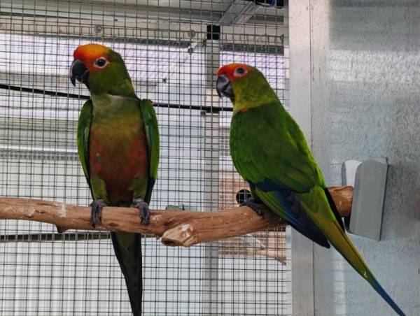 Gold Capped Conures , genuine breeding pair