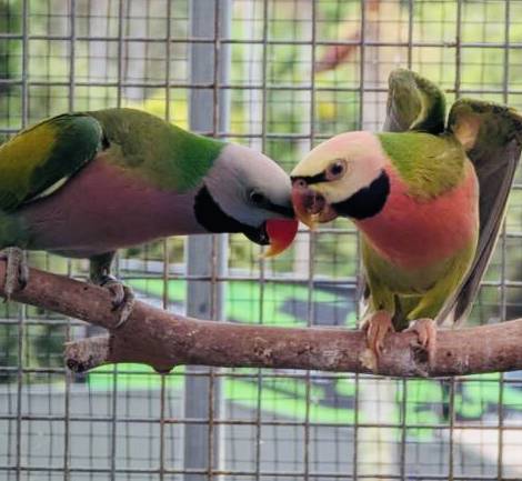 Moustache Parrot's , Fallow mutation, breeding pair