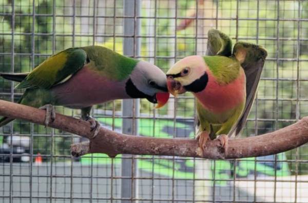 Moustache Parrot's , Fallow mutation, breeding pair