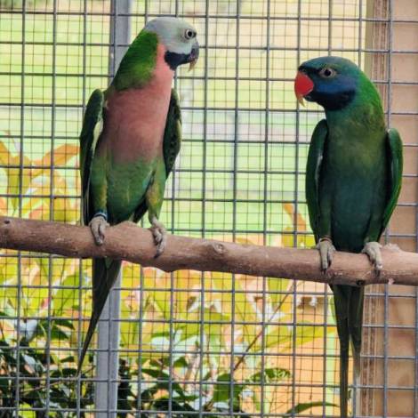 Moustache Parrot's, Melanistic male and a split hen , 6 years old
