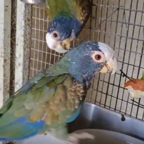 White Headed Pionus, breeding pair