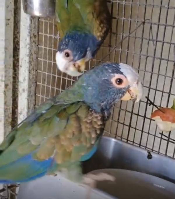 White Headed Pionus, breeding pair