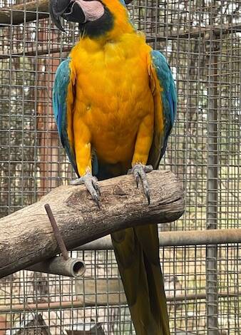 Blue and Gold Macaw, 5 year old male