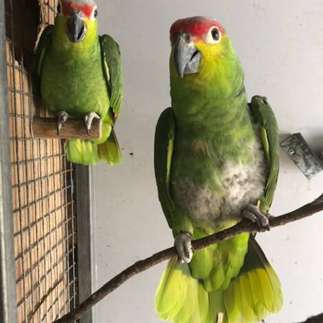 Lilacine Amazon's, genuine breeding pair