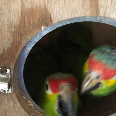 Red Lored Amazon's, mature pair, currently sitting on eggs, (better pictures soon)