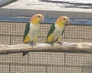 SOLD / White Bellied Caique's, 2024 bred , unrelated pair