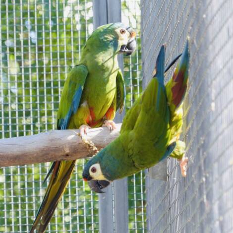 Illiger's Macaw's, Mature pair #1