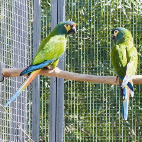 Illigers Macaw, mature pair #2