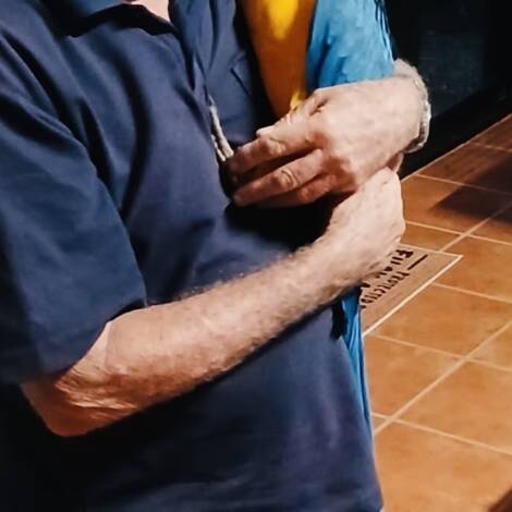 Blue and Gold Macaw, hand reared baby hen