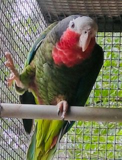 Cuban Amazon, 7 year old male