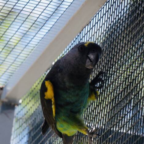 Meyers Parrots, 12 year old proven cock birds