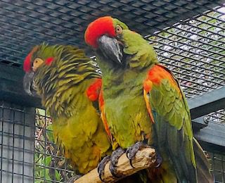 Red Fronted macaw's, pair with age