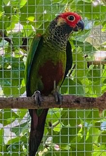 Rosi-Frons Conures, 2 year old unrelated pair