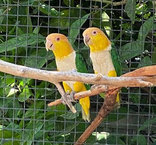 White Bellied Caiques, genuine breeding pair #1