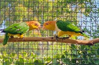 White Bellied Caiques, genuine breeding pair #2