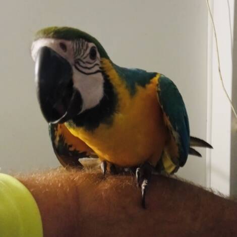 Blue and Gold Macaw, hand reared male for a pet