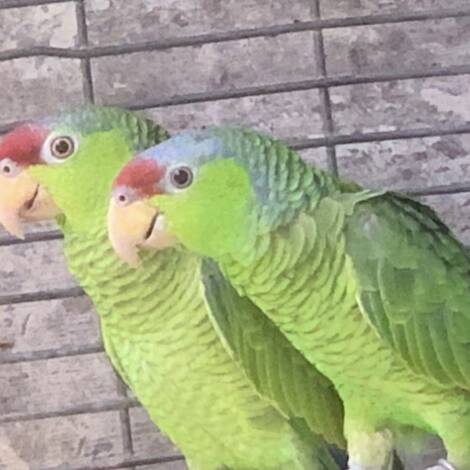 Lilac Crowned Amazon's , 2-3 year old unrelated  pair